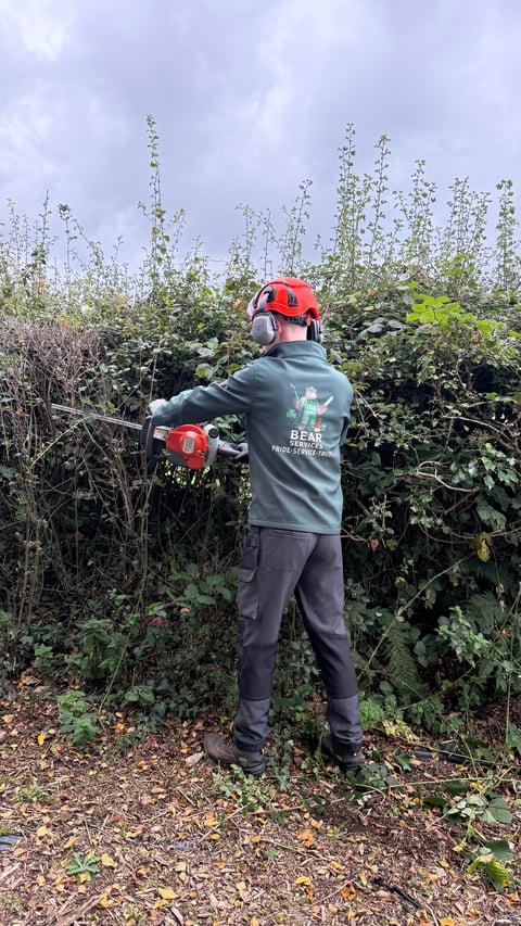Worker wearing red helmet and safety gear using chainsaw to trim overgrown vegetation and hedges outdoors